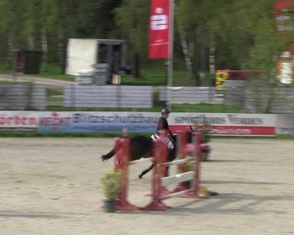 Reitturnier Westergellersen 2024