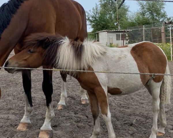 horse Holly (Dt.Part-bred Shetland pony, 2022, from Kobold vom Allerhop)