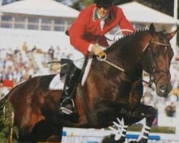 stallion Windsor (Dutch Warmblood, 1980, from Lucky Boy xx)