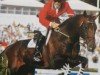 Deckhengst Windsor (Koninklijk Warmbloed Paardenstamboek Nederland (KWPN), 1980, von Lucky Boy xx)