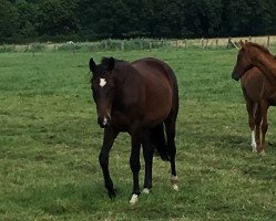 broodmare Dear Darlin (Hanoverian, 2014, from De Niro)