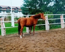 broodmare Katraza (Holsteiner, 1995, from Alcatraz)