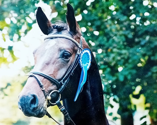Pferd Sir Casey (Hannoveraner, 1994, von Singular Joter)