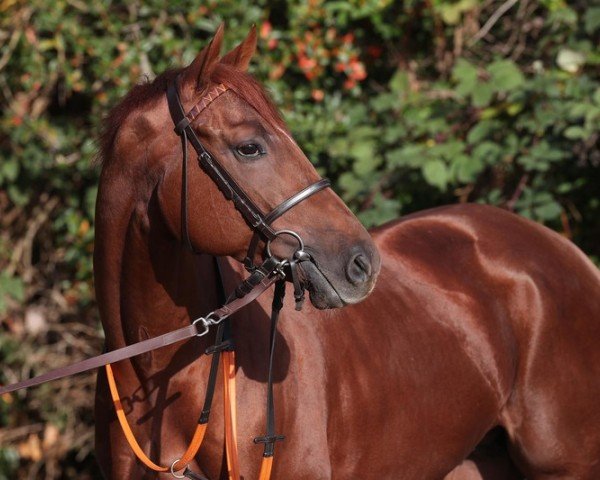 stallion Sir Polski xx (Thoroughbred, 2017, from Polish Vulcano xx)