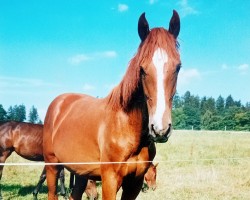 broodmare Obsession III (Holsteiner, 1999, from Lucky Lionell)