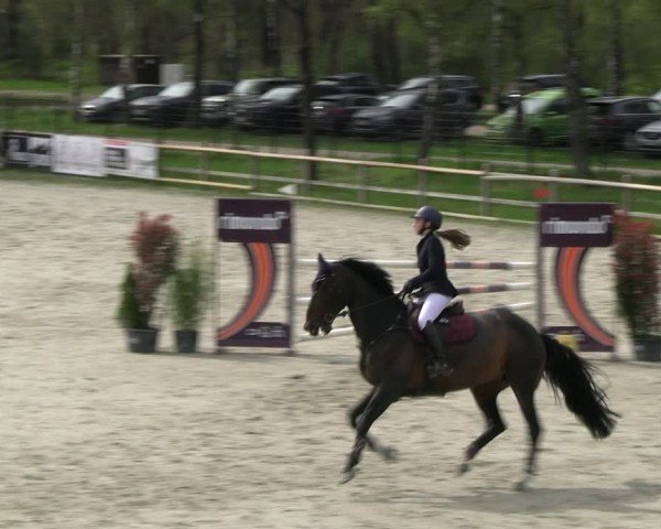 Reitturnier Westergellersen 2024
