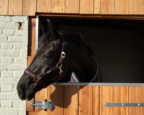 dressage horse Quinta 174 (Hanoverian, 2019, from Q-Sieben OLD)