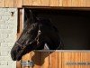 dressage horse Quinta 174 (Hanoverian, 2019, from Q-Sieben OLD)