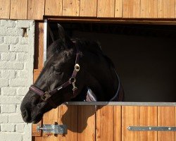 dressage horse Quinta 174 (Hanoverian, 2019, from Q-Sieben OLD)