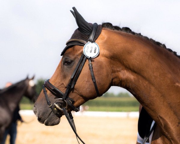 dressage horse High Nobility (Westphalian, 2011, from Hochadel)