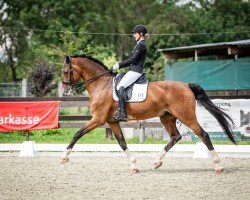 dressage horse Casico (Holsteiner, 2009, from Casiro I)