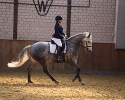 dressage horse Cosmo Jarvis (Westphalian, 2014, from Christiano)