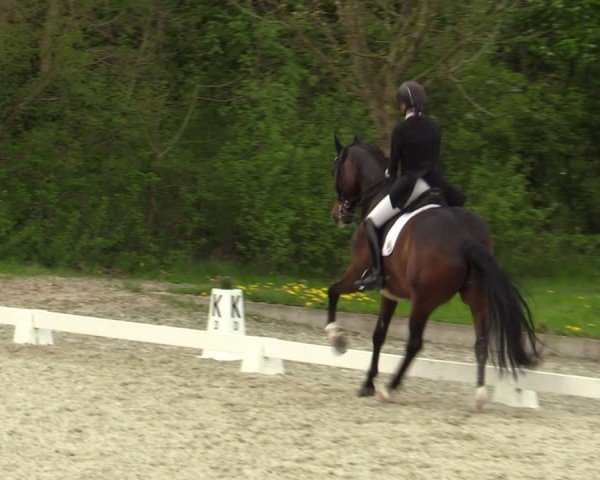 Reitturnier Elmlohe 2024