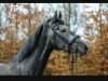 Springpferd Hamilton L (Hannoveraner, 2018, von Hickstead White)