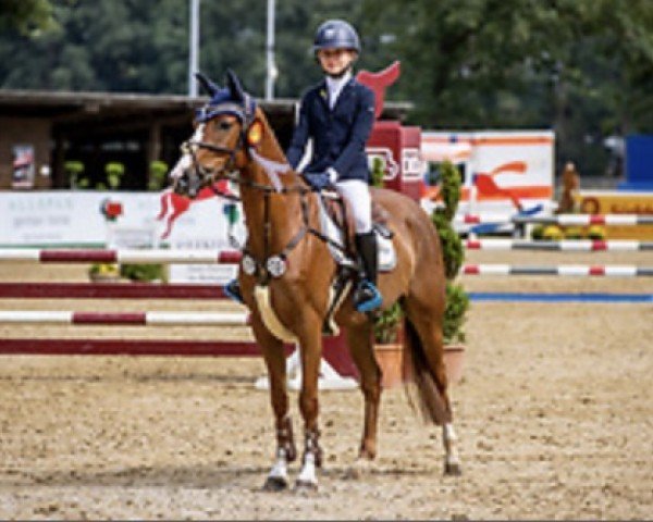 jumper Donnerwetter 86 (German Riding Pony, 2015, from Da Capo)