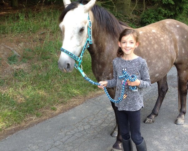 dressage horse Seraphim (German Riding Pony, 2011, from Sheraton 9)