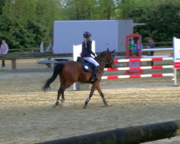 Reitturnier Rhede 2024
