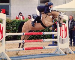 jumper Giesbert 4 (German Riding Pony, 2004, from Golden Atreju)