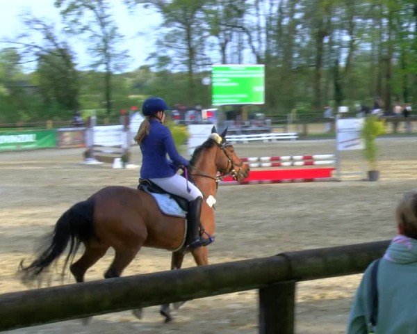 Reitturnier Rhede 2024