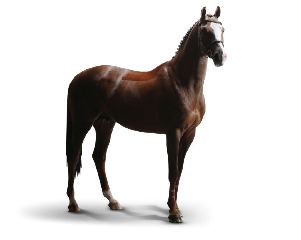 Deckhengst Casallo Z (Zangersheide Reitpferd, 2004, von Casall Ask)