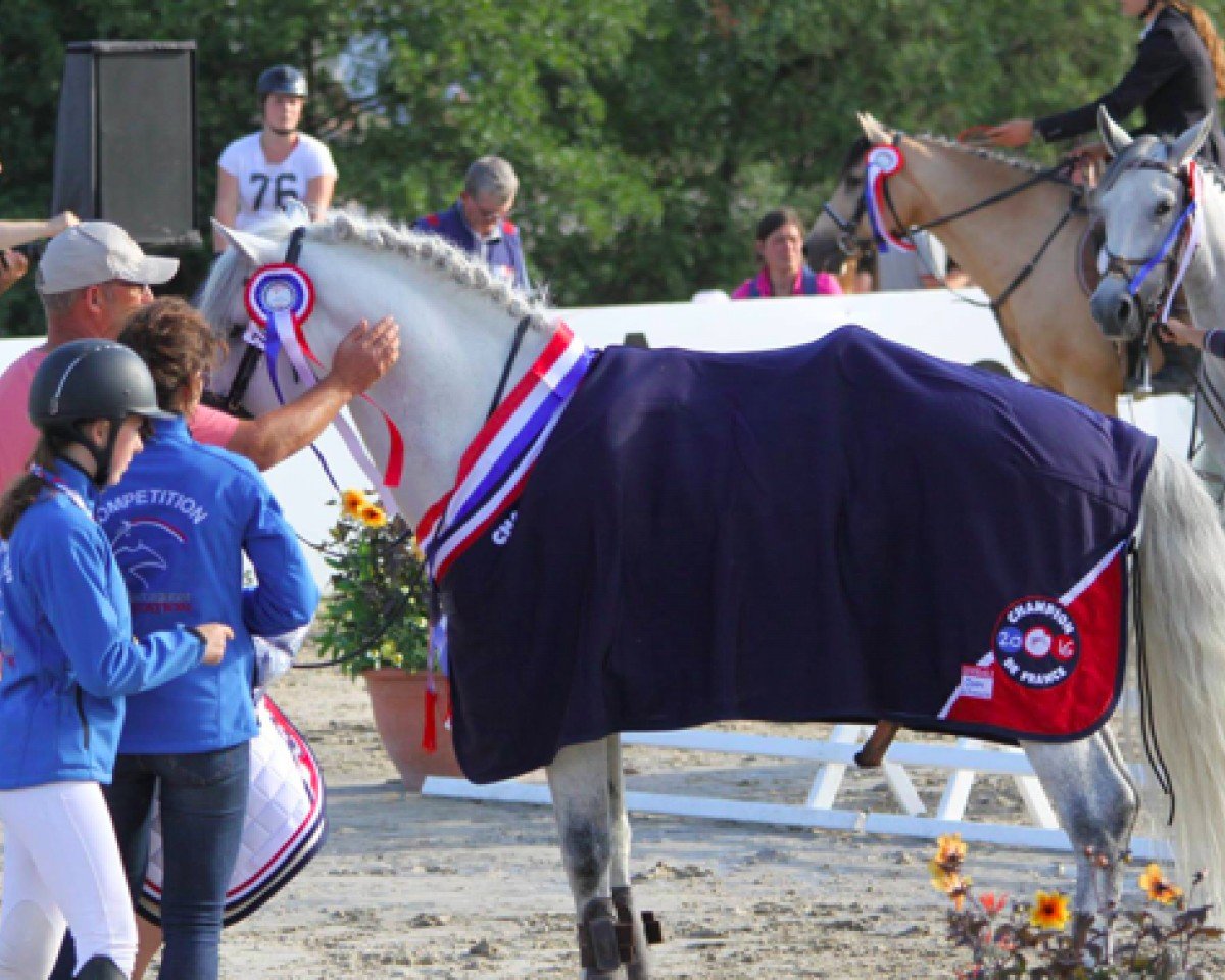 Deckhengst Rexter Madelice (Connemara-Pony, 2005, von Dexter Leam Pondi)