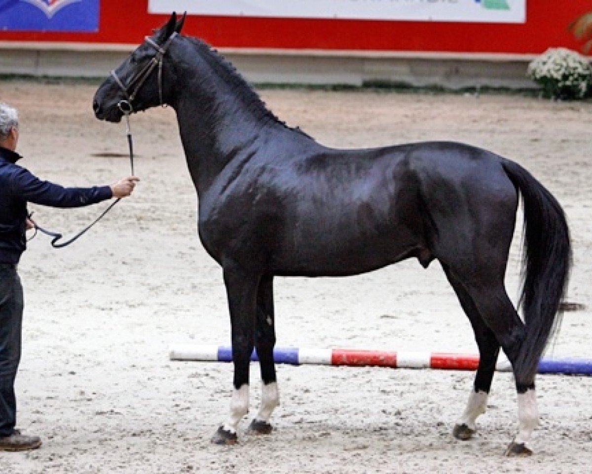 jumper Clarck de Courcel (Selle Français, 2012, from Diamant de Semilly)