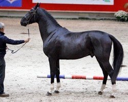 jumper Clarck de Courcel (Selle Français, 2012, from Diamant de Semilly)