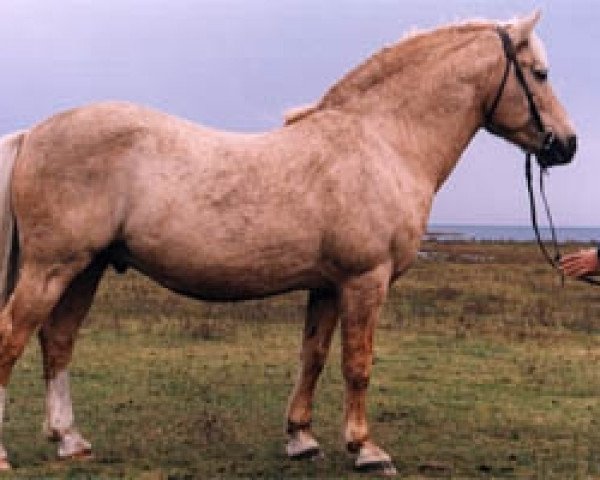 stallion Rosett 600 E (sonstiges Pony, 1983, from Rops 386 E)