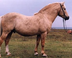 stallion Rosett 600 E (sonstiges Pony, 1983, from Rops 386 E)