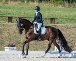 dressage horse Gauguin 17 (Polish Warmblood, 2013, from Ron William)