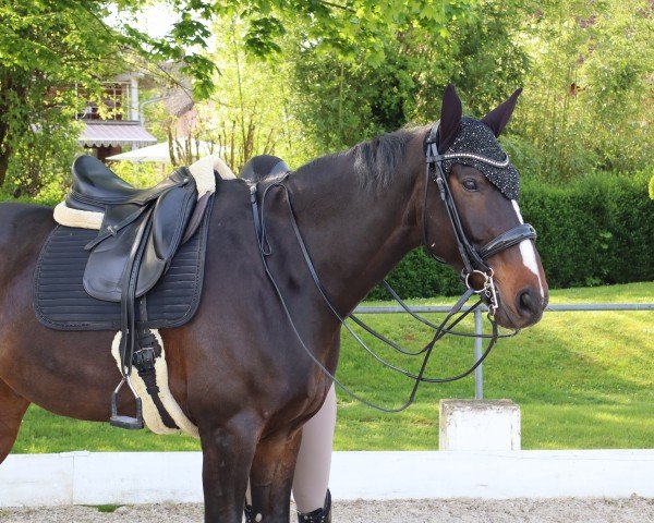 Pferd Rene Lezard (Deutsches Reitpferd, 2012, von Rio Grande 103)