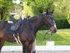 dressage horse Rene Lezard (German Warmblood, 2012, from Rio Grande 103)