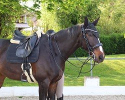 dressage horse Rene Lezard (German Warmblood, 2012, from Rio Grande 103)