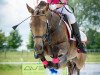 eventing horse Novel 4 (German Riding Pony, 2009, from Kelts Pogue)