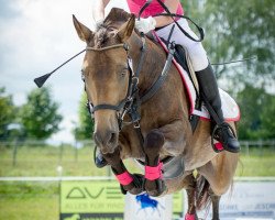 eventing horse Novel 4 (German Riding Pony, 2009, from Kelts Pogue)