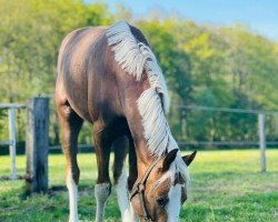 Pferd Top Lord of Fantasy (Deutsches Reitpony, von Top Champion)