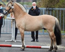 stallion Fuego von der Amalienruh (Fjord Horse, 2018, from Klosterhof's Fiete)