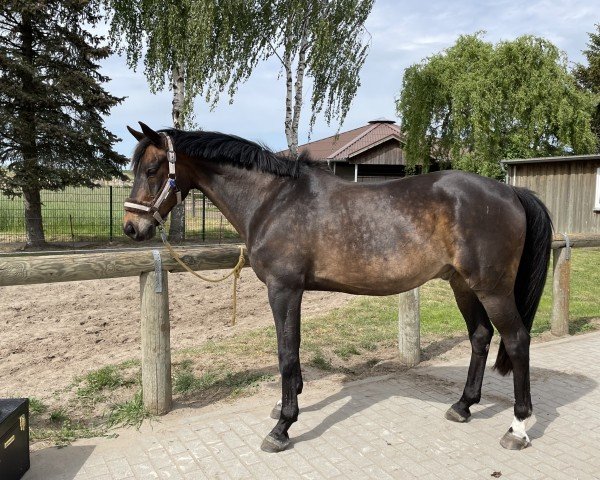 Pferd Moccachino 2 (Deutsches Reitpony, 2005, von Friedrichshof Maverick)