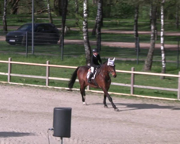 Reitturnier Westergellersen 2024