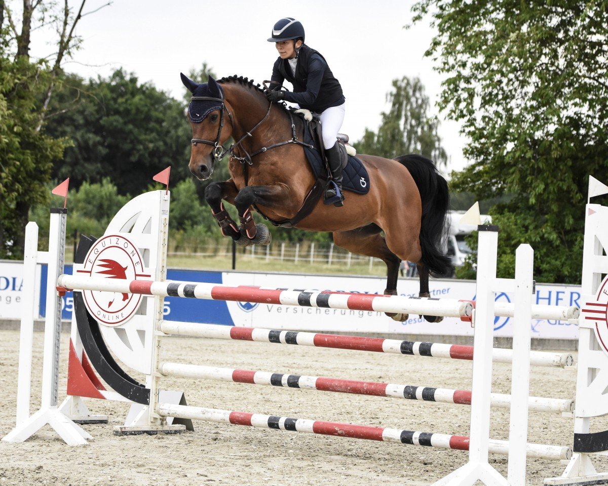 stallion Spreegold Dree Boeken (Hanoverian, 2013, from Stakkato Gold)