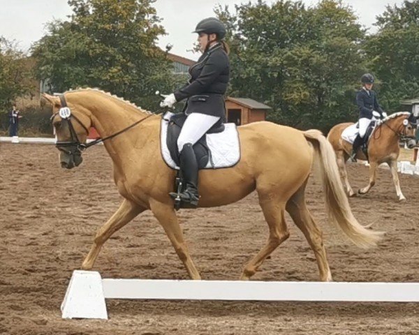 horse Manara A (anglo european sporthorse, 2016, from Michelangelo A)