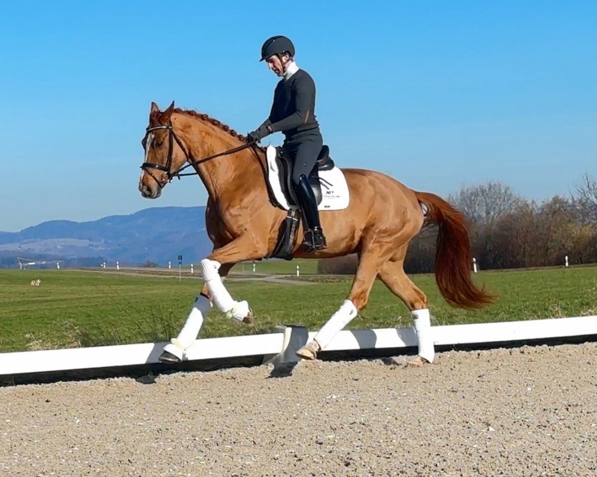 Zuchtstute DB Sia (Schweizer Warmblut, 2019, von Secret)