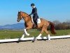 broodmare DB Sia (Swiss Warmblood, 2019, from Secret)