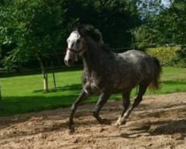 dressage horse Dumbledores Joker (Hanoverian, 2010, from Don Presidente)