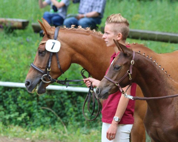 Zuchtstute Dailani GK (Deutsches Reitpony, 2016, von Coke saint of the Life)