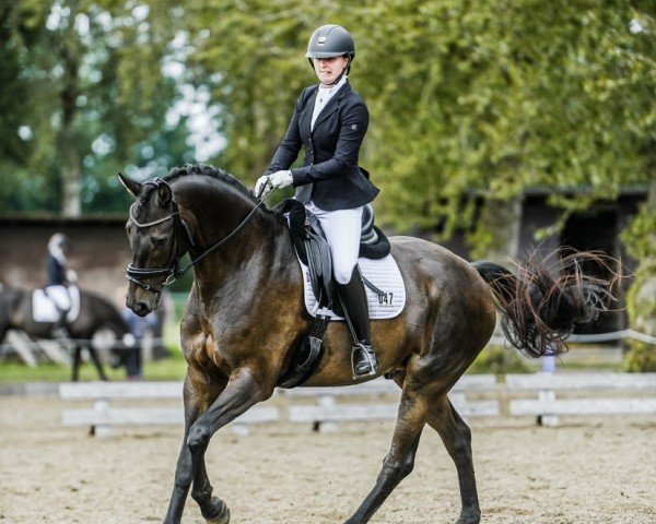 dressage horse Don Ascendio (Hanoverian, 2017, from Don Index)