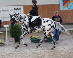 Springpferd Sir Wittekind (Deutsches Reitpferd, 2012, von Sartos Showtime)