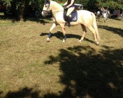 horse El Benito (Andalusians/horse of pure Spanish race, 2009, from Unbekannt PRE)