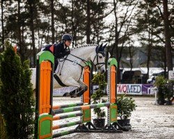 dressage horse Silah As (German Riding Pony, 2014, from Centauro's Midas)