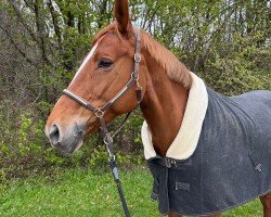 jumper Four Leaf Clover (German Sport Horse, 2009, from Fly High)